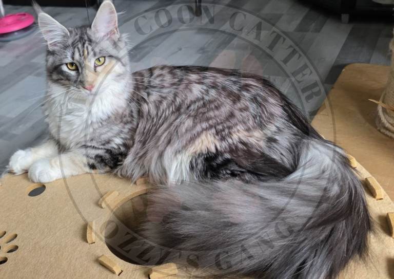 Pure breed Maine Coon girls