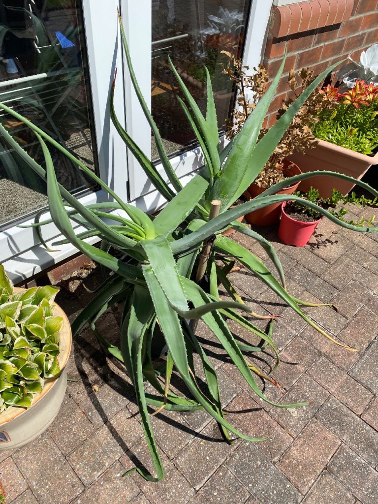 Free Aloe Vera in Need of TLC