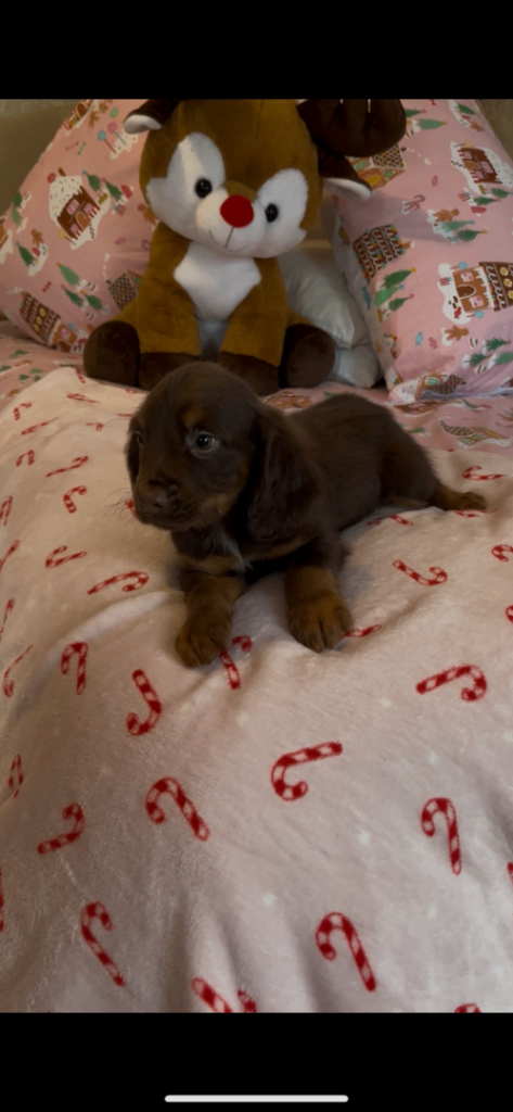 Cocker spaniel puppies