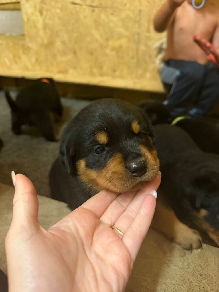 Beautiful Rottweiler Puppies