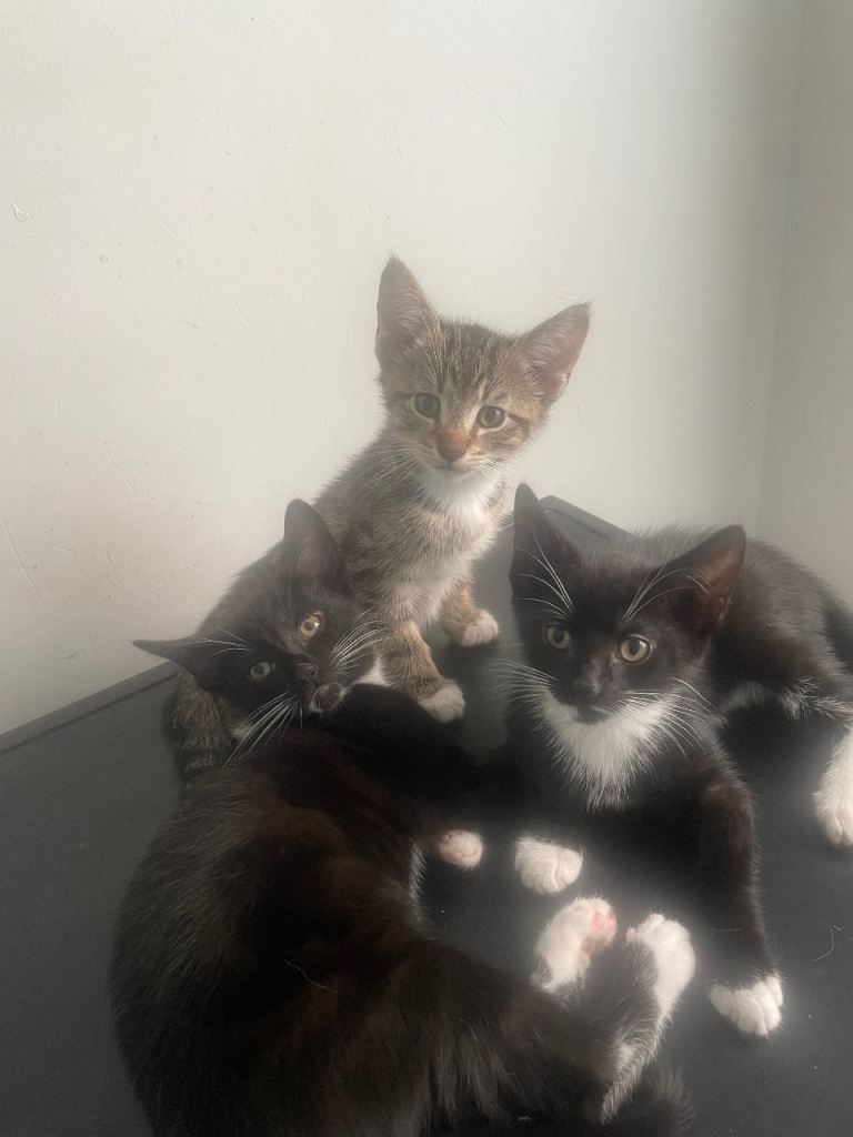 3x kitten