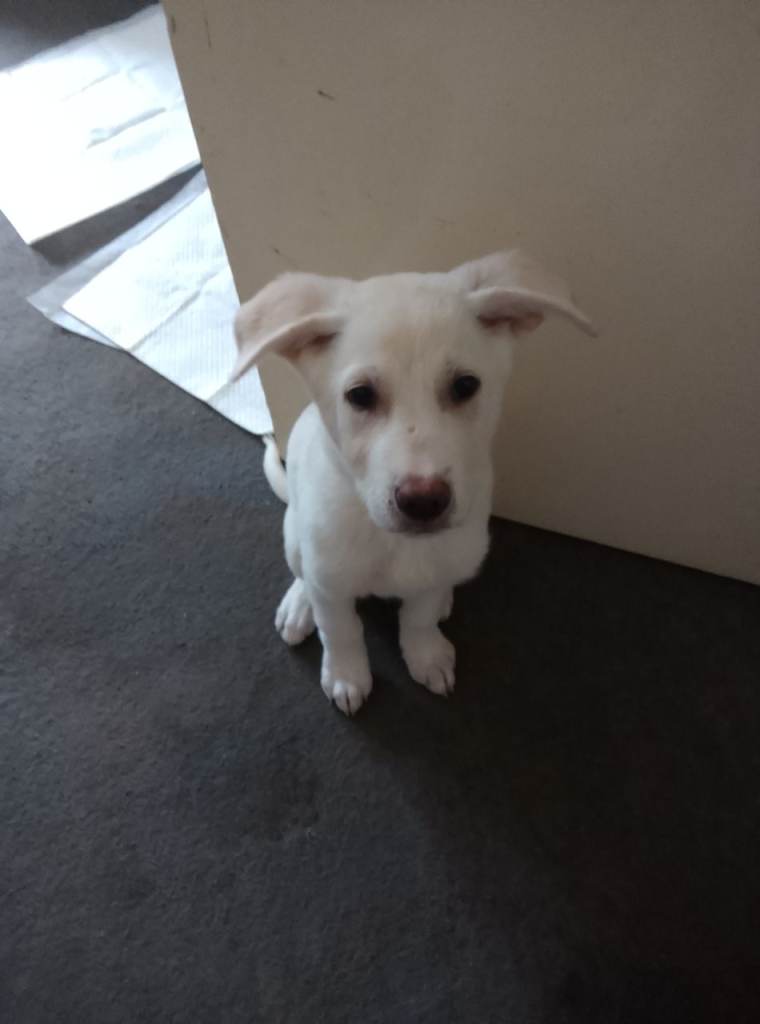 Lovely puppies for sale 