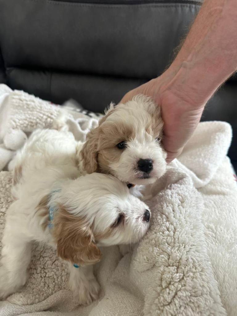 Cavapoo puppies 