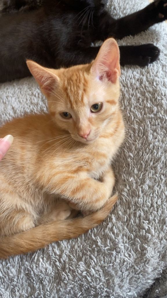 Ginger, Tortie and Black Kittens