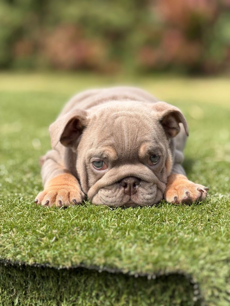 English Bulldogs 