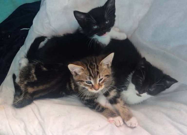 Kittens ready to leave this weekend