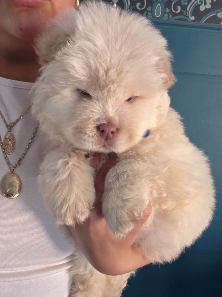 READY TO GO Chow Chow Puppies 