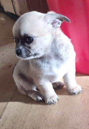 Little Chihuahua girl ready now 