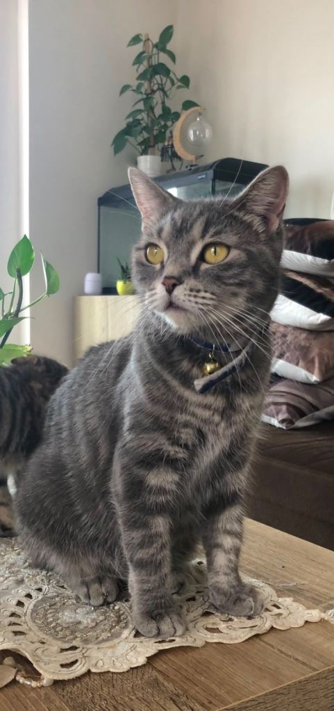 Beautiful British shorthair x needs to find a new loving home