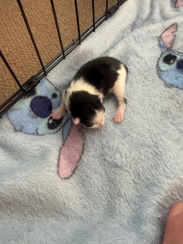 Black and white kittens 