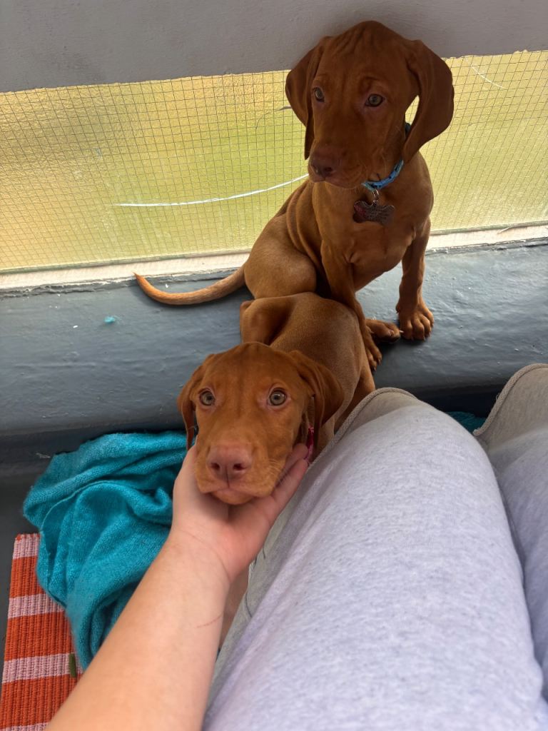 Hungarian Vizsla pups