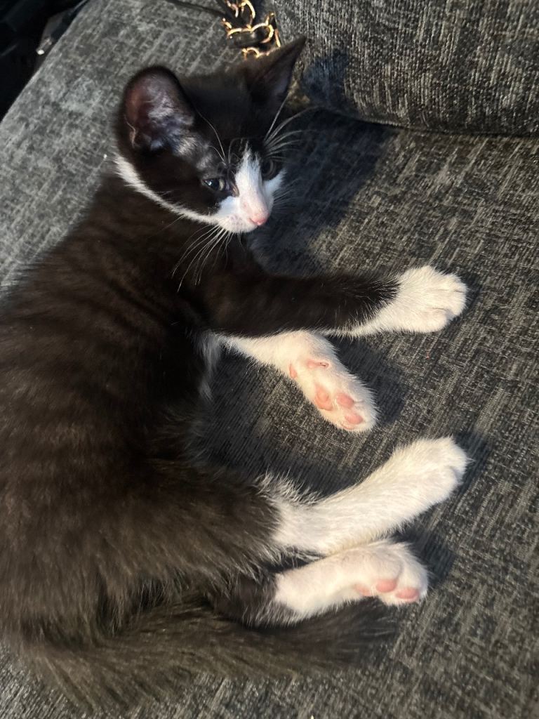 Female kitten black with white 