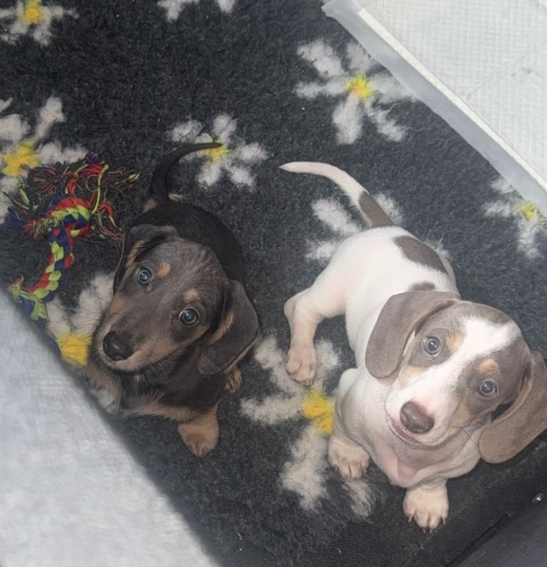 Miniature dachshunds ready to leave 