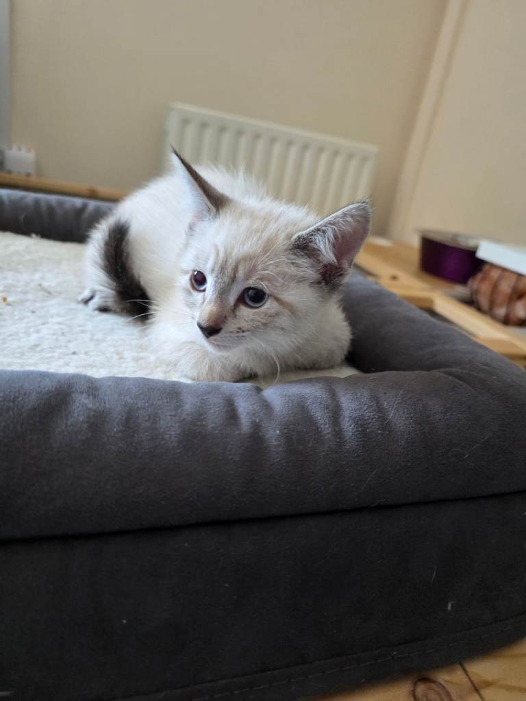 2 female bengal kittens ready now 