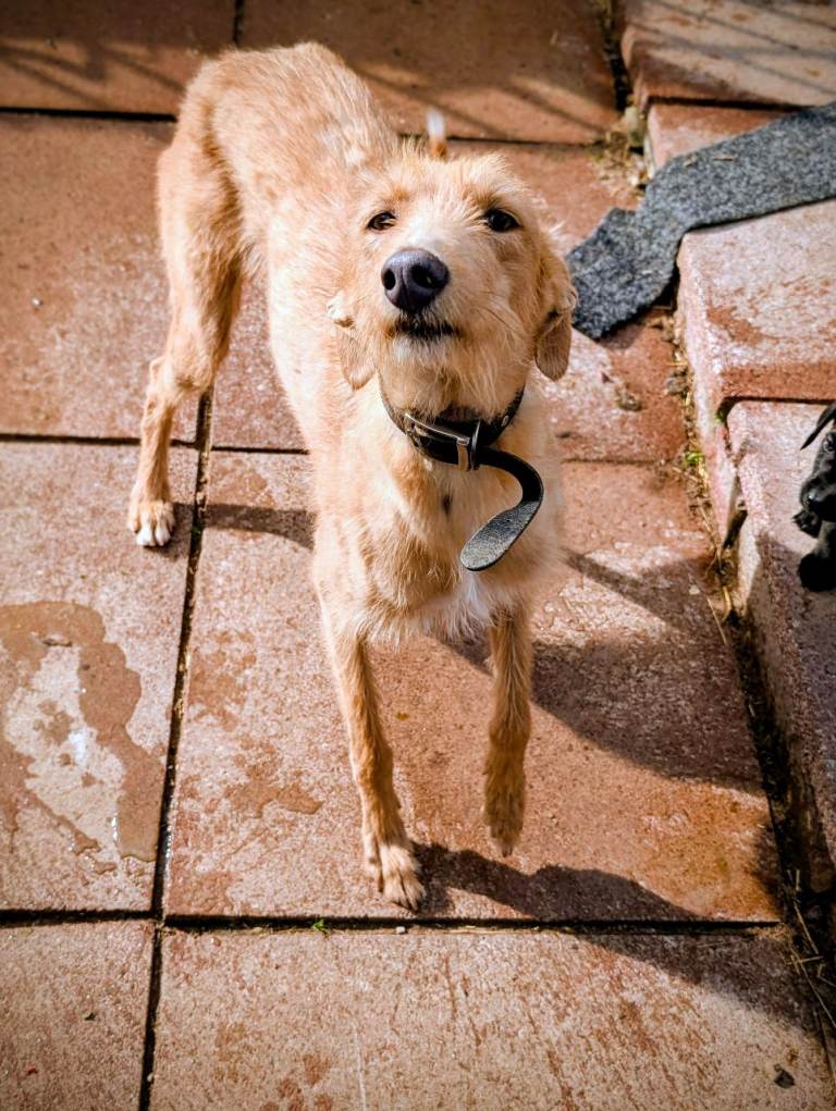 Lurcher Cross Pointer pups 