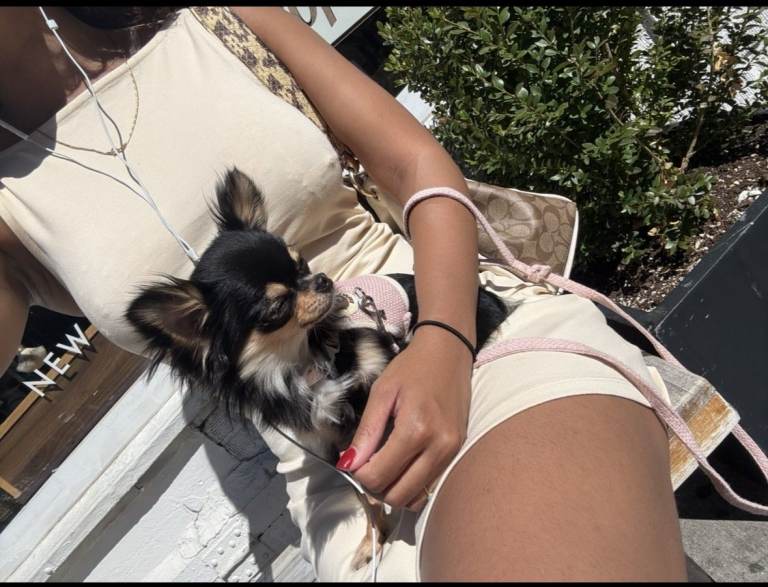 1‑to‑1 Dog Walks Evening and Weekends East London — Fully Insured (£25/hr)