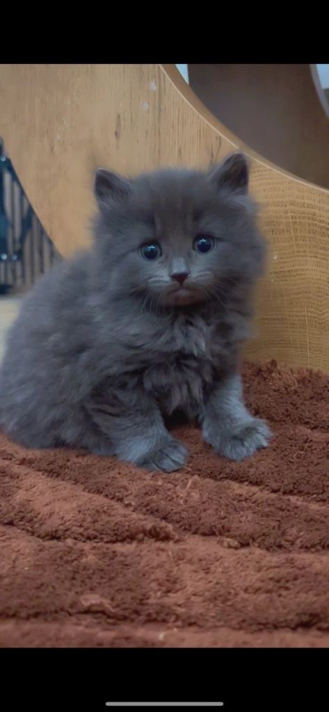 Siberian and Ragdoll Kittens 