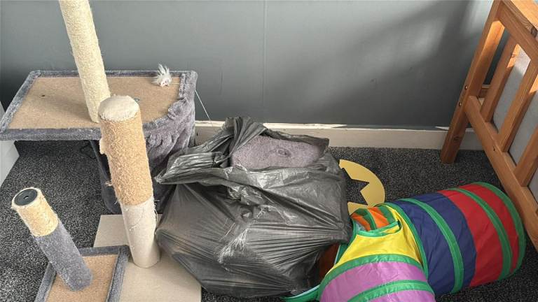 Cat tree , play tunnel 