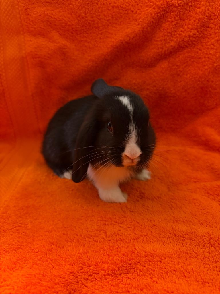 Mini Lops, Standard Rex & Mini Lop x Standard Rex