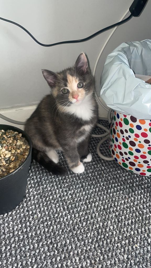 Kitten 