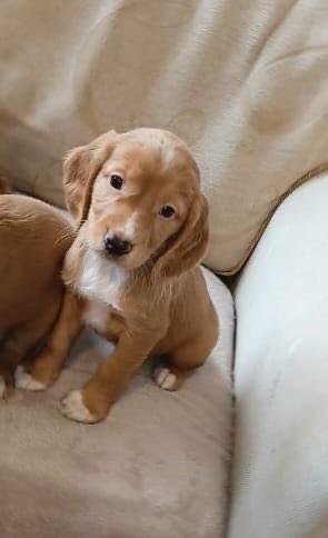 Cocker spaniel puppies
