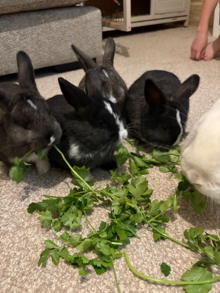 4X Holland lops