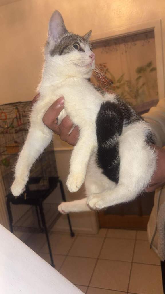 image for Kitten for sale 