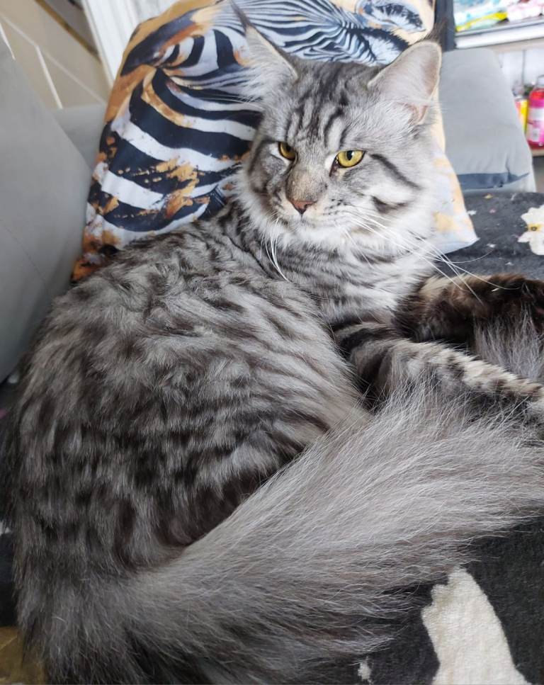 XXL Maine Coon beautiful silver boy in Doncaster