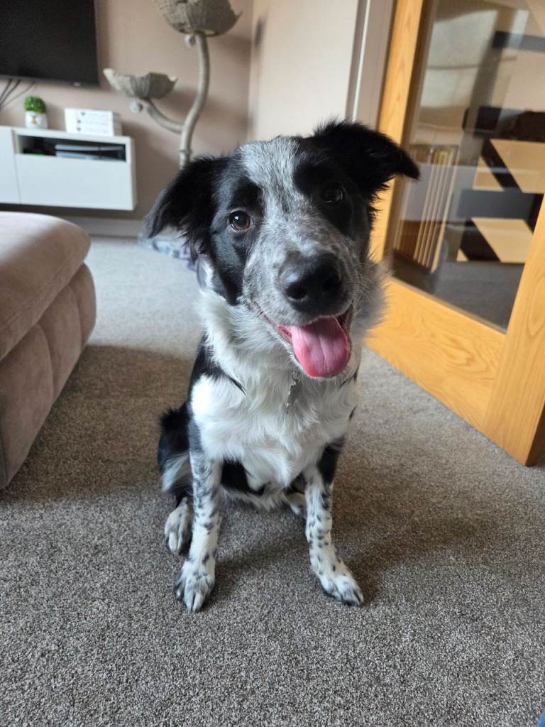 7 month collie pup