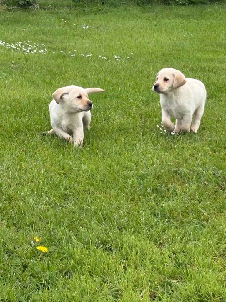 Yellow Labrador puppies, now 8 weeks. Well socialised including with other pets. 2 males remaining