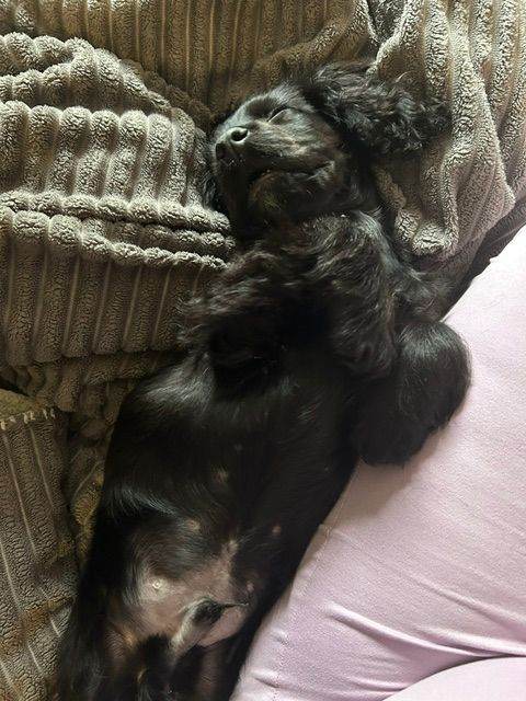 PRICE DROP!! MALE COCKER SPANIEL 16 WEEKS OLD 