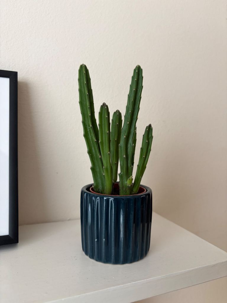Indoor Plant - Stapelia