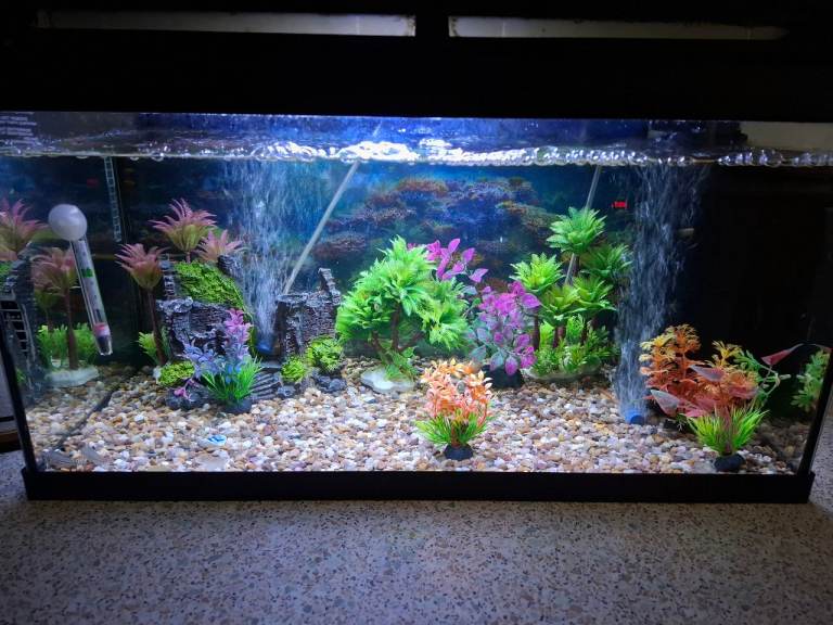 2 foot tropical fish tank