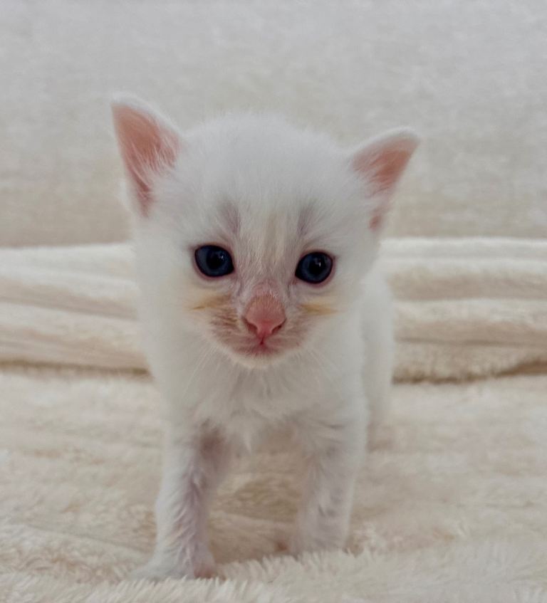 Ragdoll kittens 