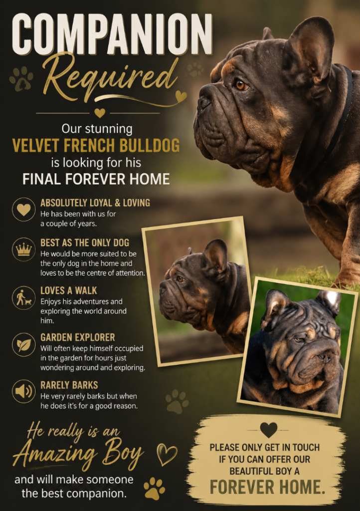 Velvet French bulldog 
