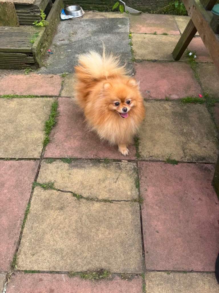 pomeranian Puppy Dogs