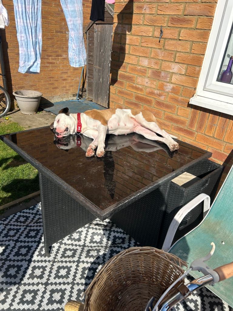 Nalia American bulldog 