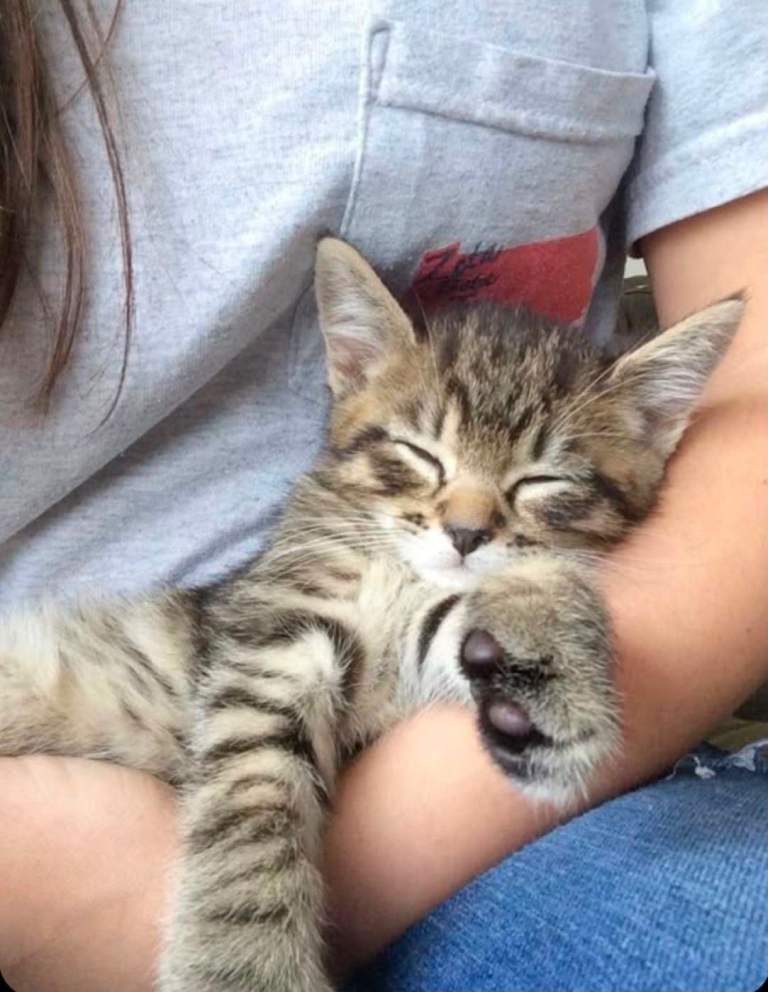 Tabby Kittens Ready Now 