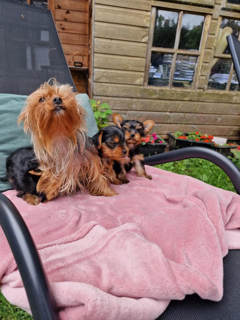Yorkshire terrier puppy 