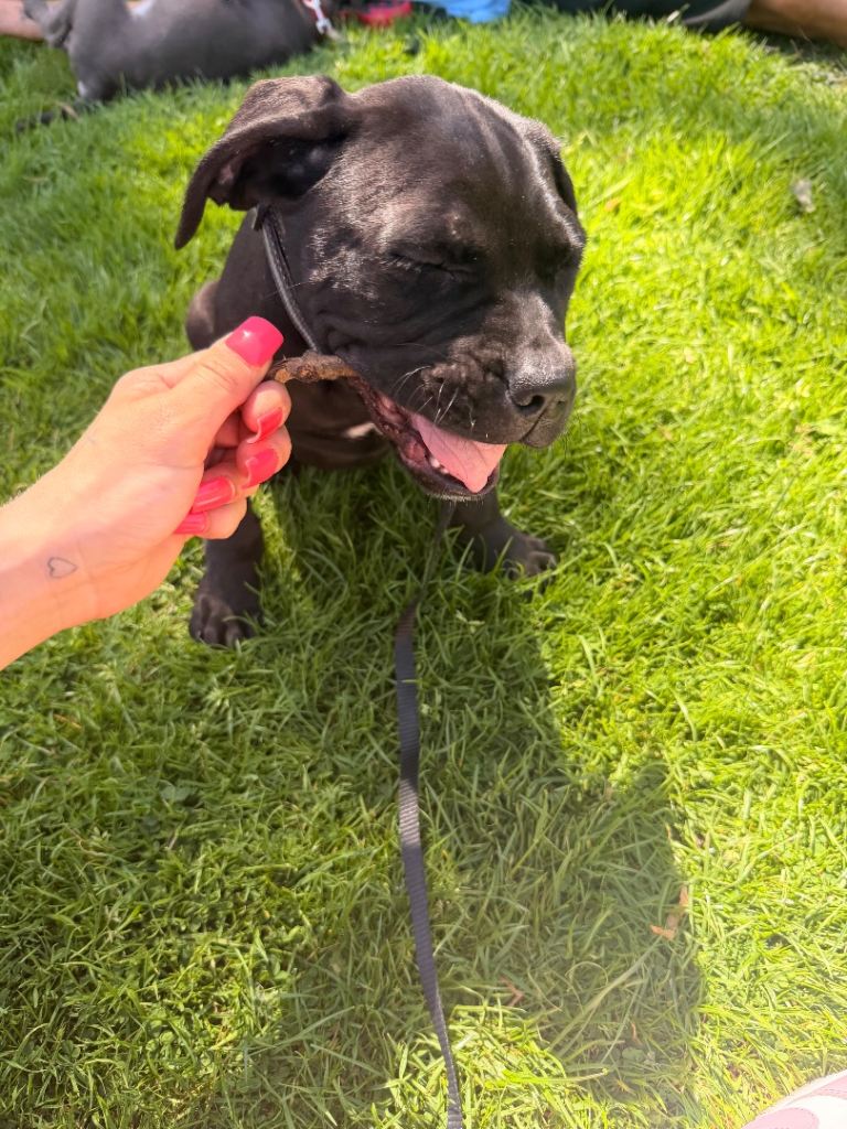 🐶 Cane corso puppies for sale  3 girls left 🐶🐾 