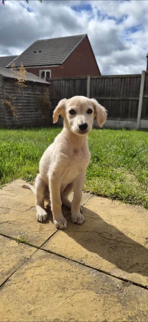 Beautiful lurcher pup