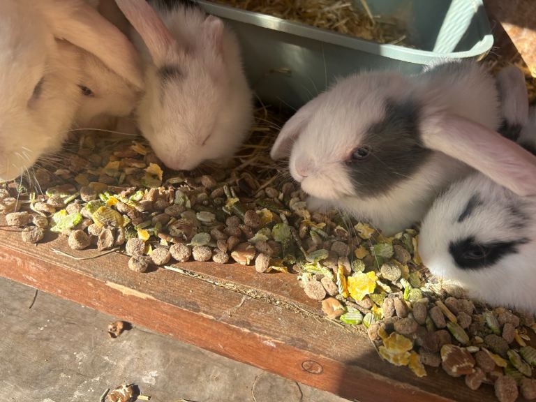 Mini lops