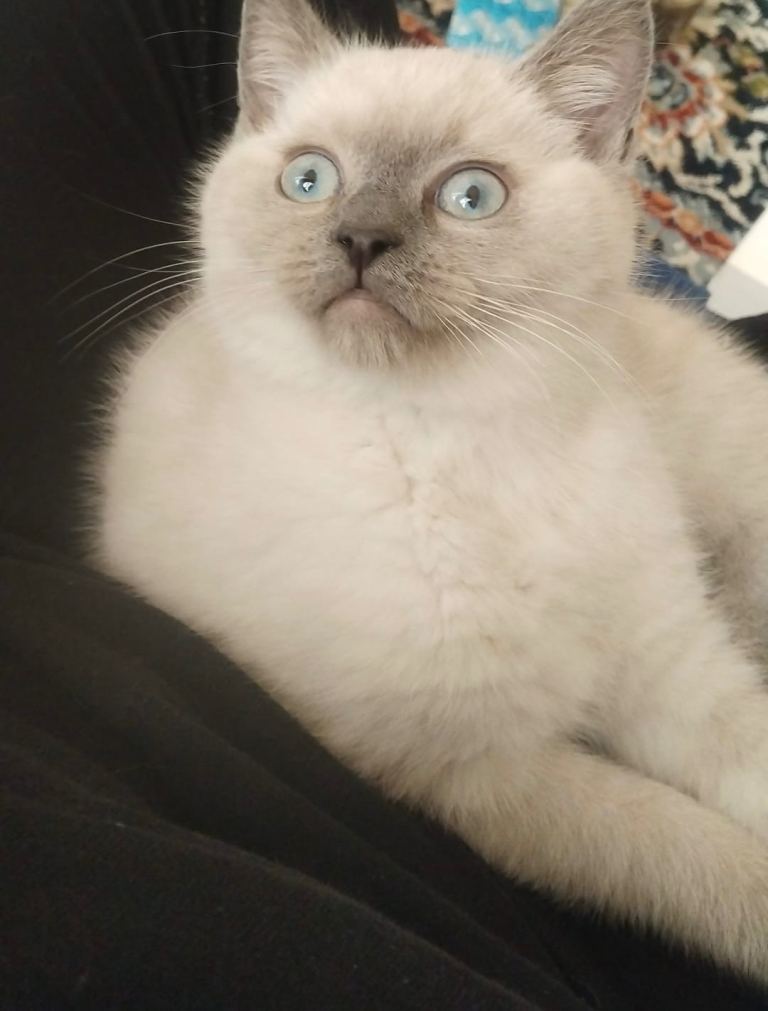 Ragdoll kitten looking for a new home