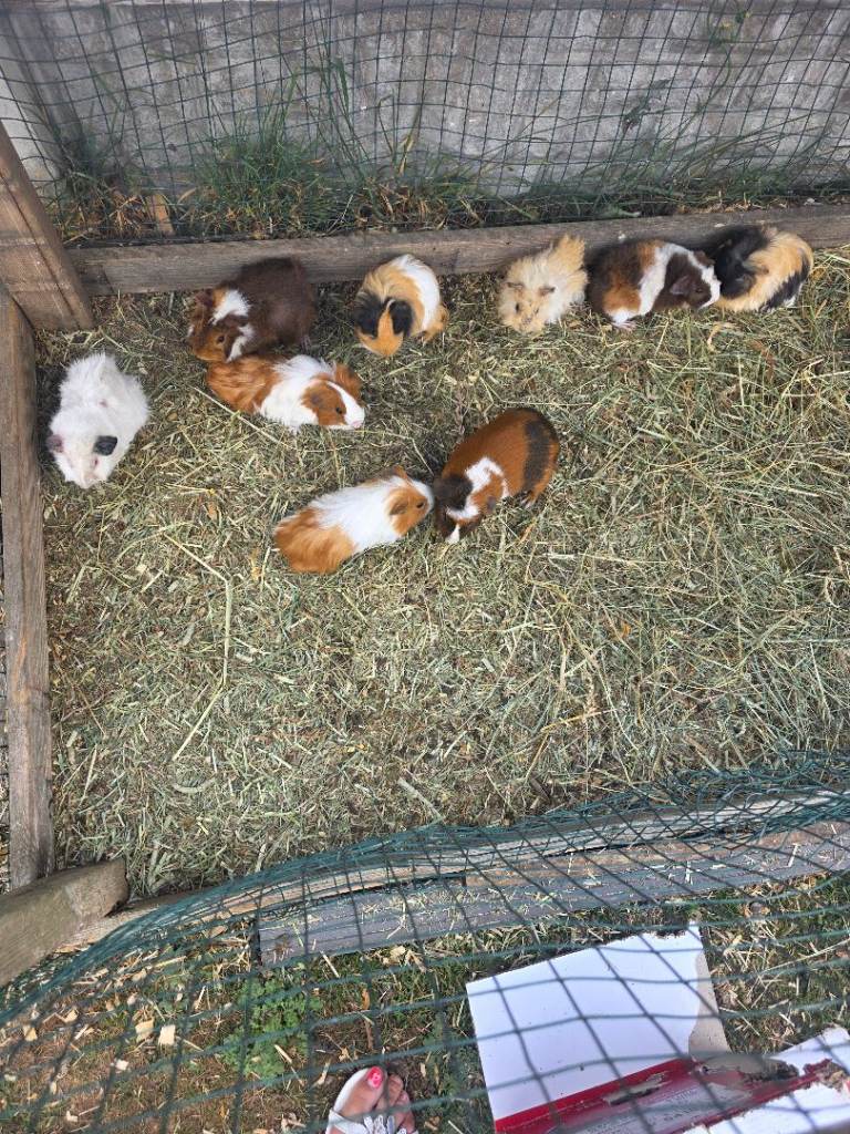 Guinea pigs 