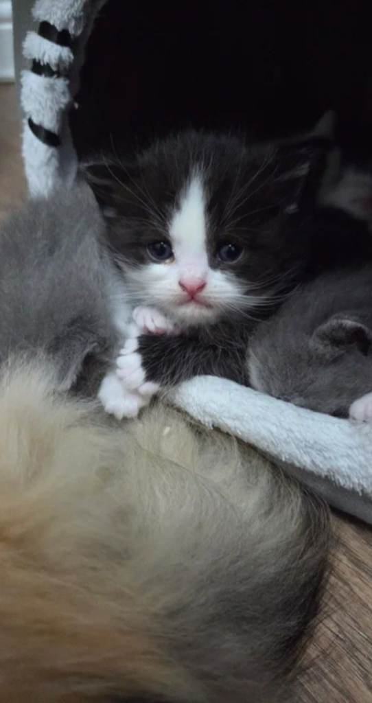 beautiful kittens 😍