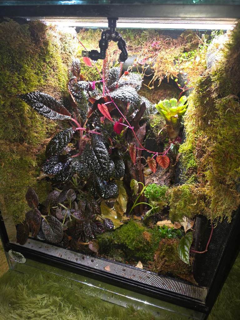 Established Bioactive Vivarium – Fully Cycled Ecosystem – Ready to Use