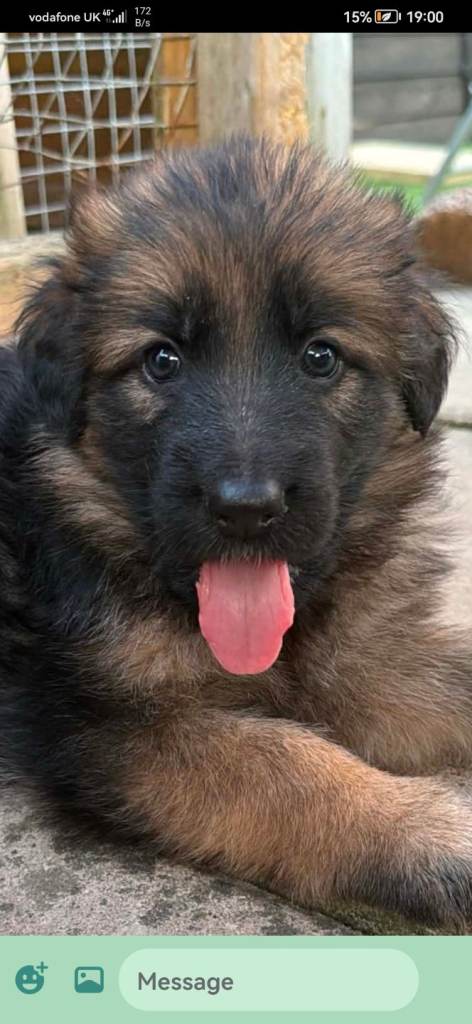 German shepherd puppies 