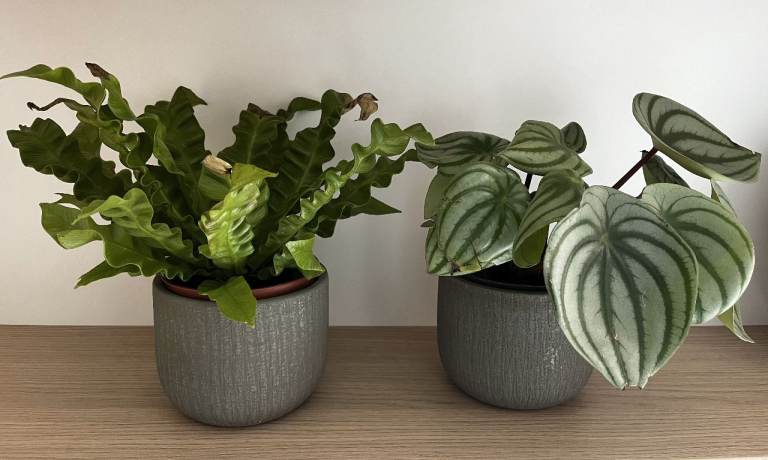 Plants incl. pot