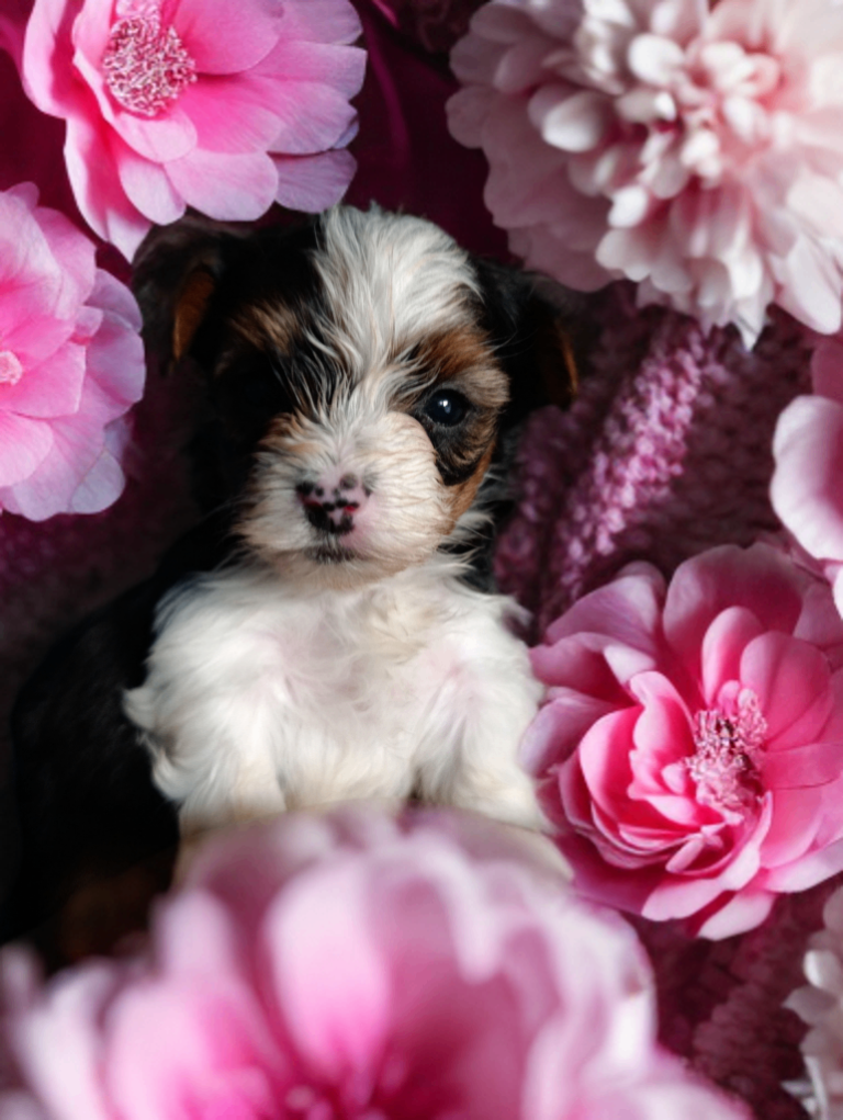 Colorfull Yorkshire terrier 