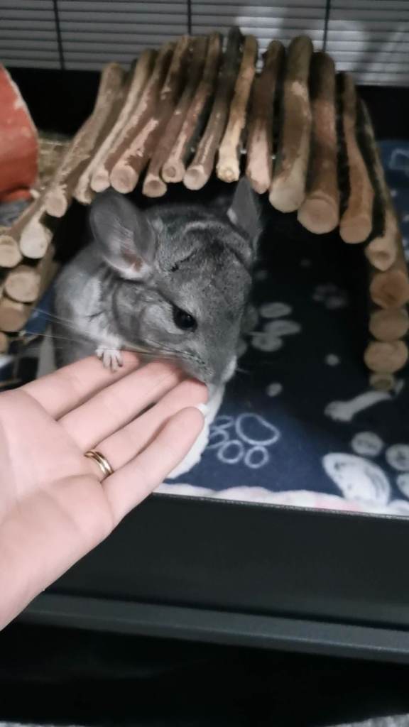 chinchilla kit female born 04/12/25